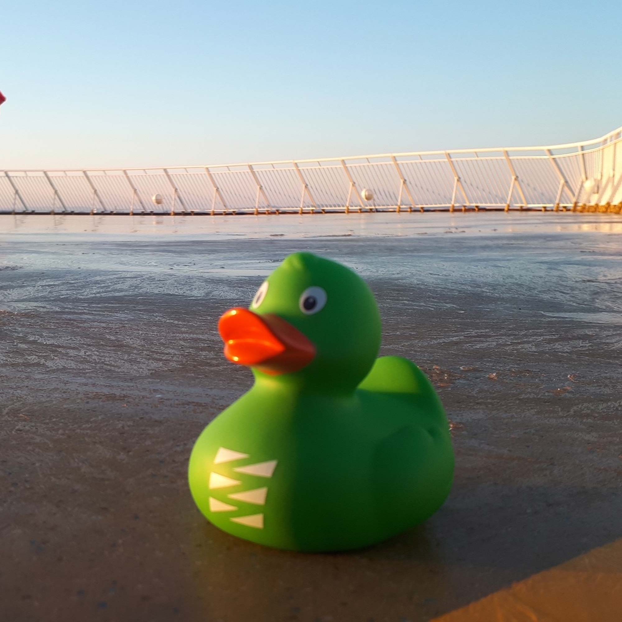 Our green squeaky duck Cablo is our mascot and sits on the beach at sunset.